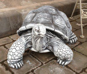 photo Tortoise